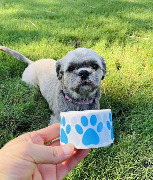 Manufacturer Waterproof Cheap Uv Transfer Paw Prints Stickers Custom