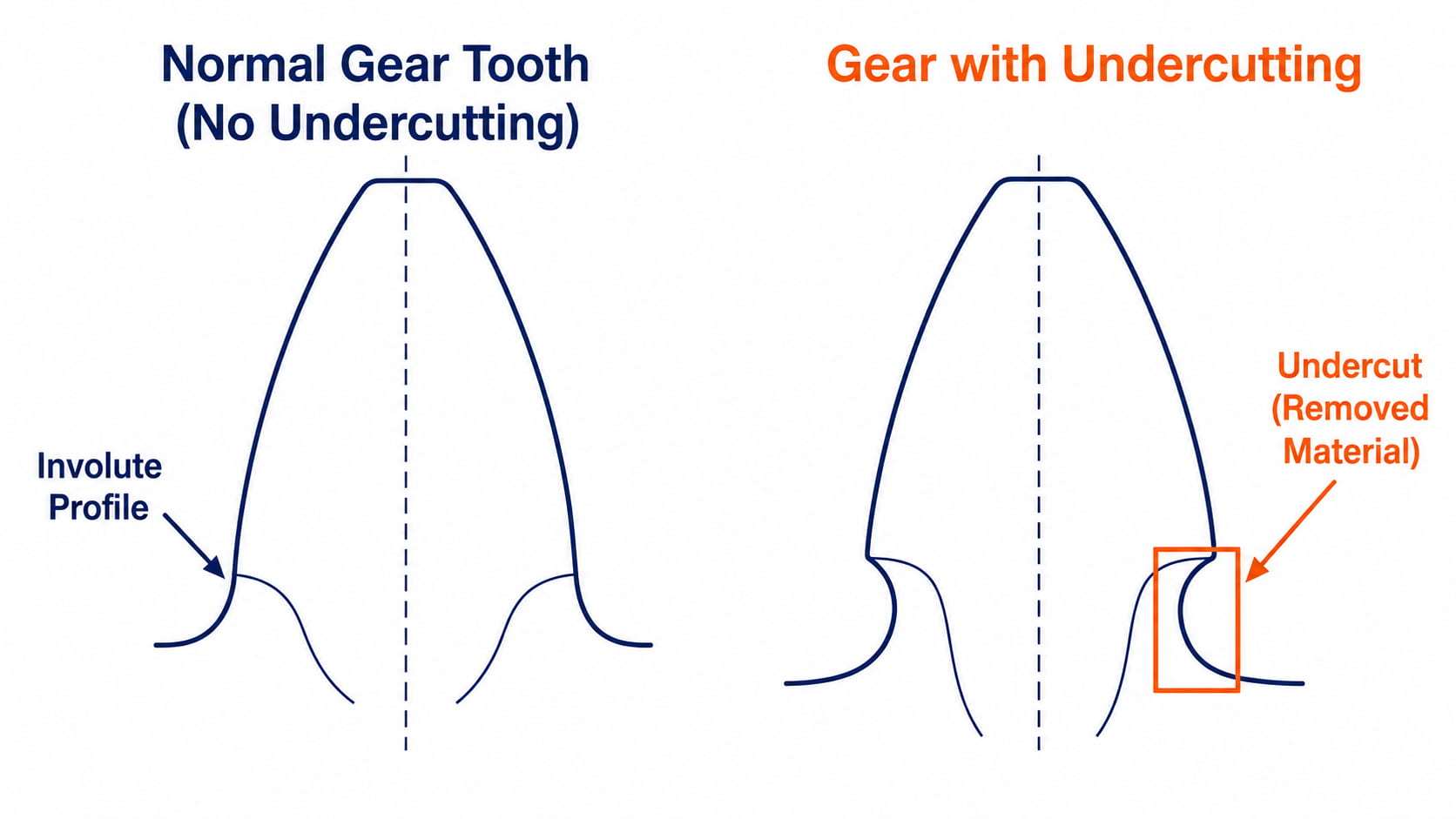 Comparison of a standard tooth root and an undercut tooth root