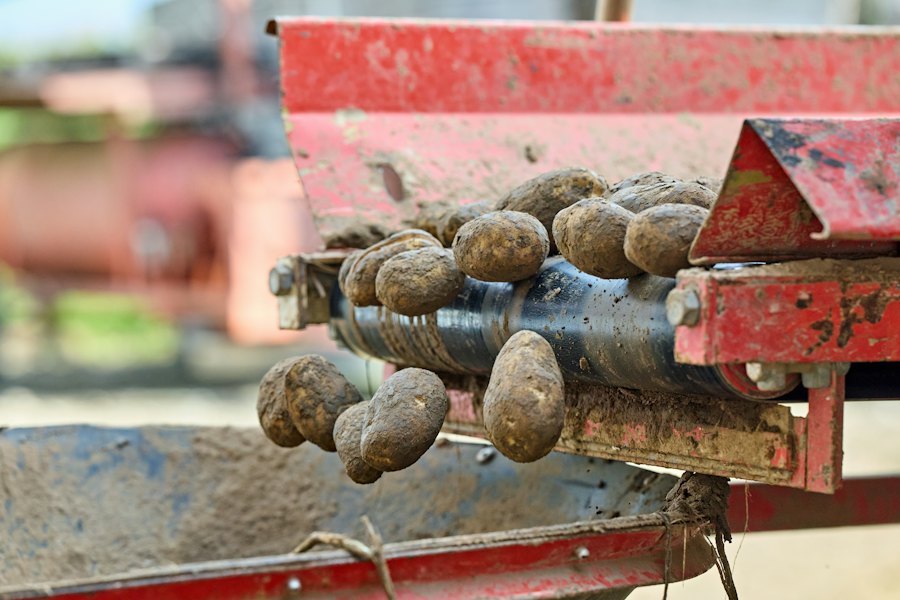 Frisch geerntete Kartoffeln bewegen sich über landwirtschaftliche Förderrollen