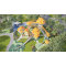 The Ugly Duckling Palace Combo Slides | Stainless Steel Slide | Outdoor Playground Sets | Custom Design
