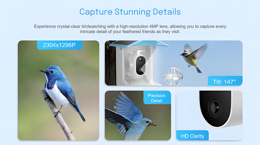 Bird Feeder Camera