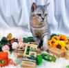 Product introduction | A tweet to understand the Center environmental series of pet products