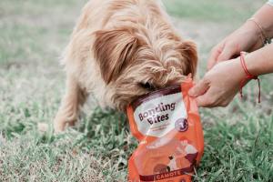 Finding the Perfect Pick-Up: Your Ultimate Guide to the Best Dog Poop Bags in 2025