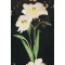 Monique Embroidered Lace Maxi Dress New Fashion Elegant Summer Spring Flower Embroided Design  A-Line Party Slim Dress