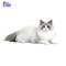 Simulation Ragdoll Plush Cat | As a Gift for Cat Lovers | Realistic Cat Plush