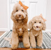 Emotions Replicated, Memories Rekindled — Our Company Launches Pet Clone Doll Series