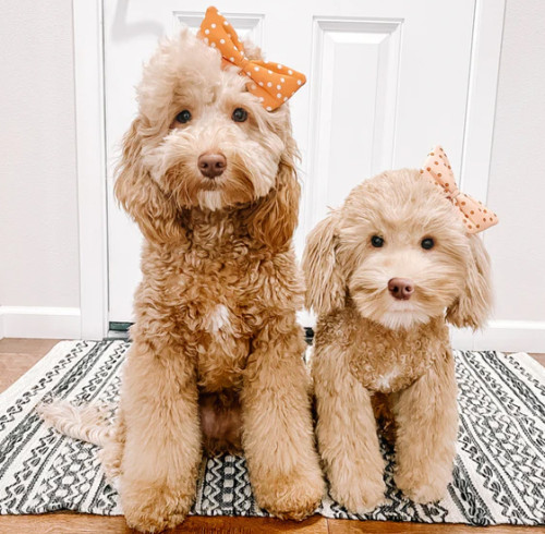 อารมณ์ที่ถูกจำลอง ความทรงจำที่ถูกปลุกขึ้นมาอีกครั้ง — บริษัทของเราเปิดตัวซีรีส์ตุ๊กตาโคลนสัตว์เลี้ยง