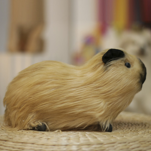 Custom Simulation Guinea Pig | Custom Realistic Plush Guinea Pig | Hand-made Clone Pet