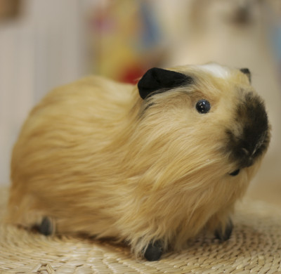 Custom Simulation Guinea Pig | Custom Realistic Plush Guinea Pig | Hand-made Clone Pet