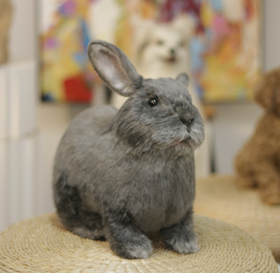 Custom Simulation Plush Rabbit | Custom Realistic Plush Toy | Clone All colors of Rabbits