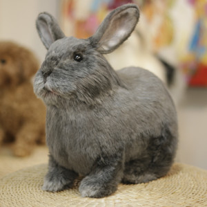 Support 1:1 cloning customization of pet rabbit hair color | Clone your exclusive plush rabbit