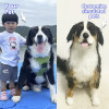 Simulation plush dog exclusive customization | Detail restoration of cute dog charm