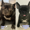 Simulation plush dog exclusive customization | Detail restoration of cute dog charm