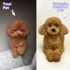 Simulation plush dog exclusive customization | Detail restoration of cute dog charm