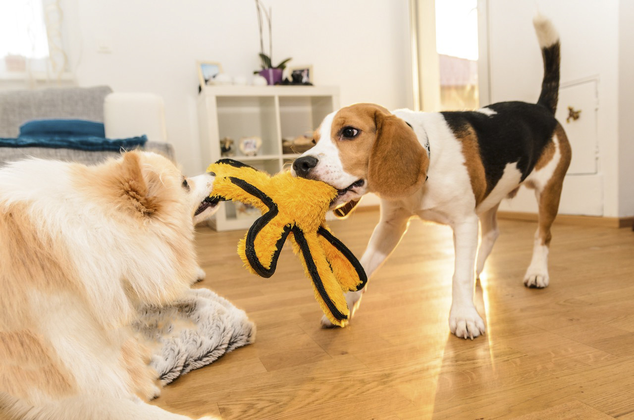 Nianbeast Pet plush Toys