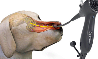 Cleaning and Disinfection Guidelines for Portable Veterinary Endoscopes