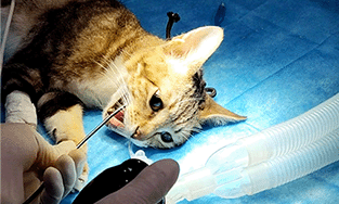 Portable Veterinary Endoscope for Bronchoscopy: A Breath of Fresh Air in Animal Diagnostics
