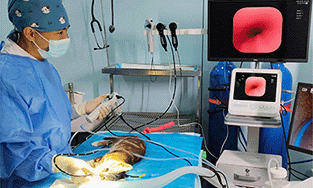 Animal Endoscope: The 