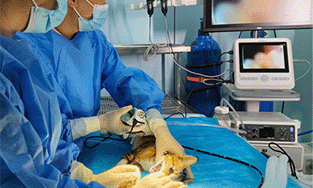 How to handle, care for and prepare a veterinary endoscope?
