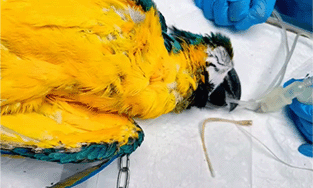 A Delicate Rescue: Removing a Foreign Object from a Parrot Using a Veterinary Endoscope