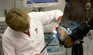 How Endoscopy is Revolutionizing Veterinary Medicine.
