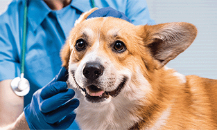 The Complete Guide to Pet Ear Health: Prevention, Myths, and the Power of Otoscopes