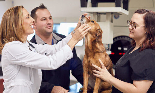 The New Version of the Endoscope Can Easily Perform Difficult Surgeries on Puppies and Reduce Their Pain.