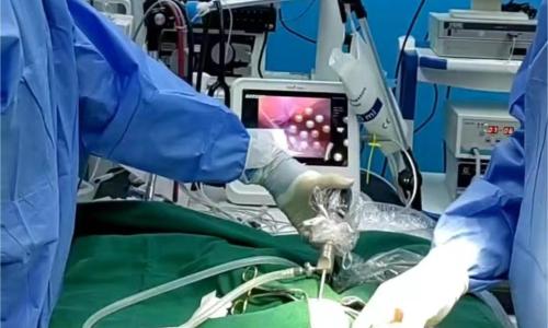 Veterinary Endoscopy System: Applications Across Different Animal Species