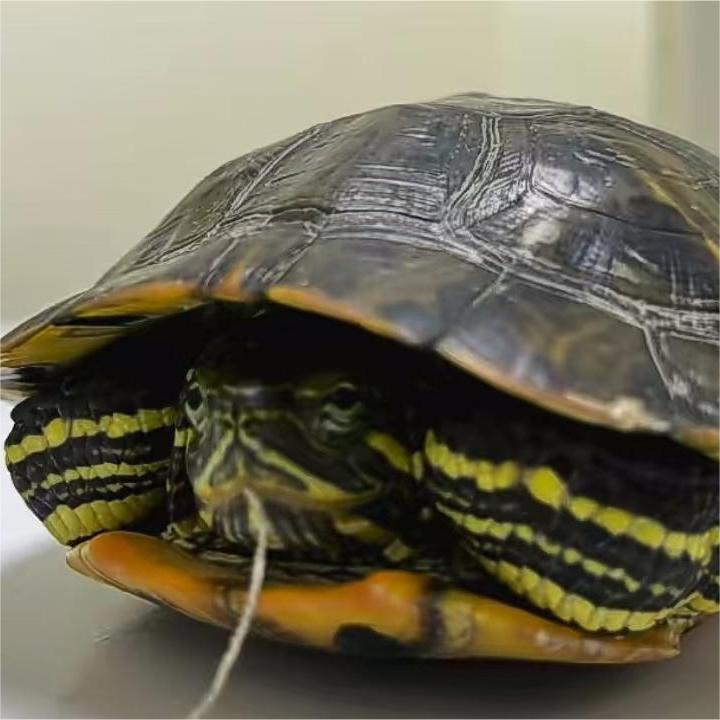 Veterinary Endoscopy: A Lifesaving Technique for Turtles