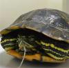 Endoscopie vétérinaire : une technique qui sauve des vies pour les tortues