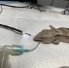 Une procédure qui sauve des vies : retirer un corps étranger d'un lézard à l'aide d'un endoscope vétérinaire