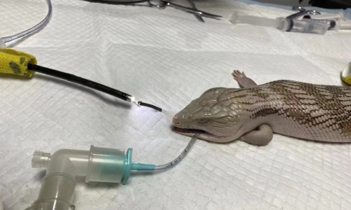 A Life-Saving Procedure: Removing a Foreign Object from a Lizard Using a Veterinary Endoscope