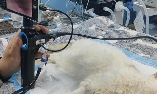 Difference Between Diagnostic Endoscopy and Interventional Endoscopy