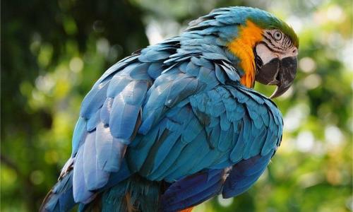 قوة التنظير الداخلي في طب الطيور: تغيير جذري في الرعاية البيطرية