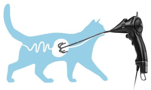 A Comprehensive Guide to Using Veterinary Endoscopes for Feline Patients