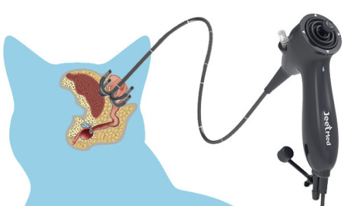 A Must-Have for Veterinarians: Don't Let Animals' 'Hidden Diseases' Escape Your Eyes!