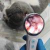 Portable Smart Veterinary Otoscope | Visual examination and diagnosis of the external ear canal in animals