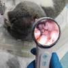 Veterinary Video Otoscope: A Smart Way to Examine Ear Canals in Dogs, Cats & More