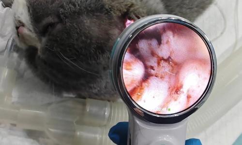 Veterinary Video Otoscope: A Smart Way to Examine Ear Canals in Dogs, Cats & More