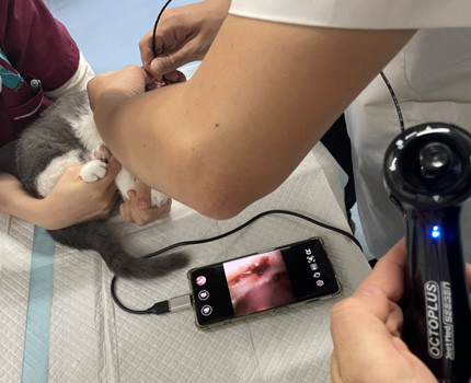 veterinary endoscope