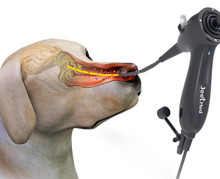 veterinary endoscope
