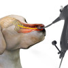 Cleaning and Disinfection Guidelines for Portable Veterinary Endoscopes