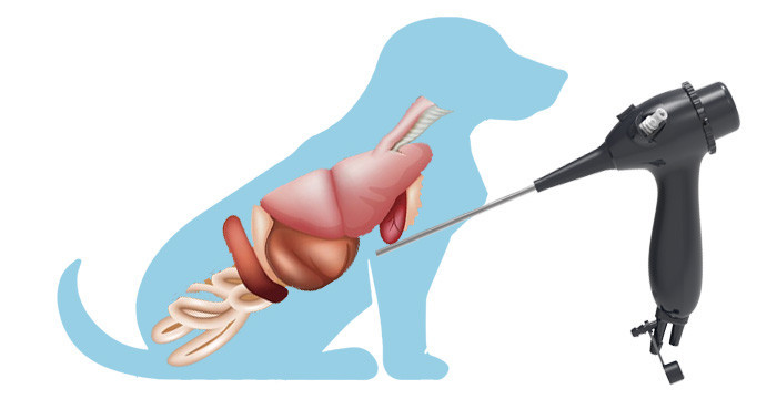 veterinary endoscope