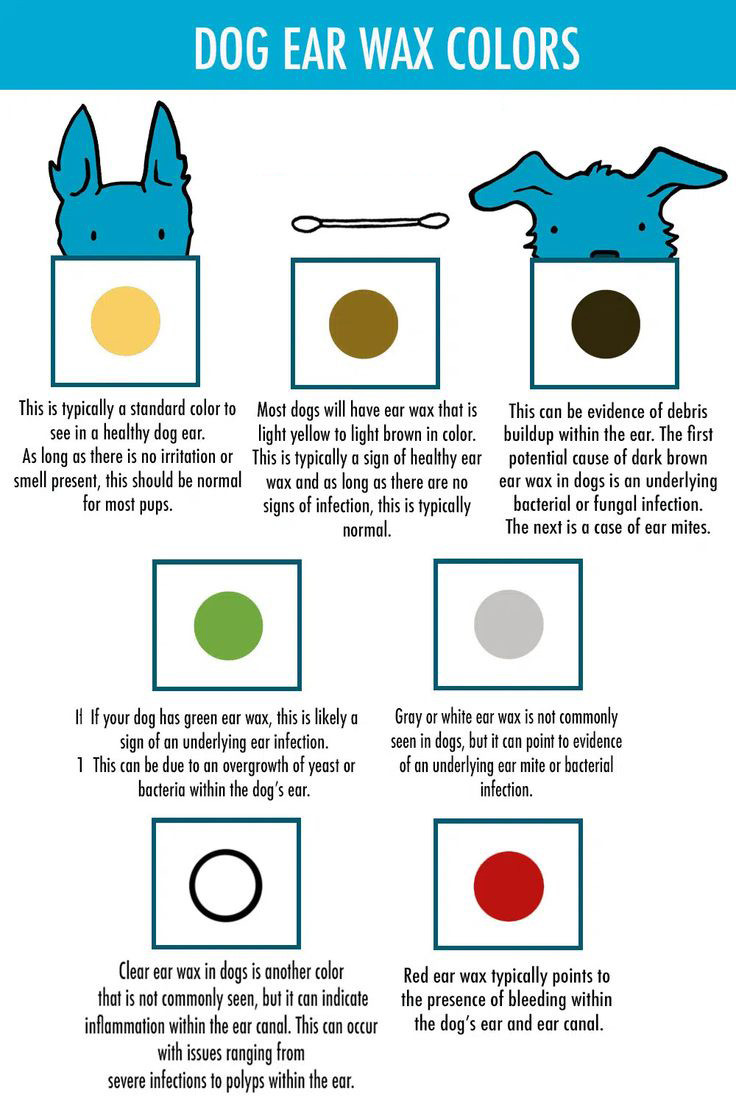 Canine ear mites color