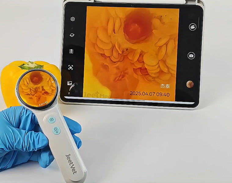 Animal Otoscope