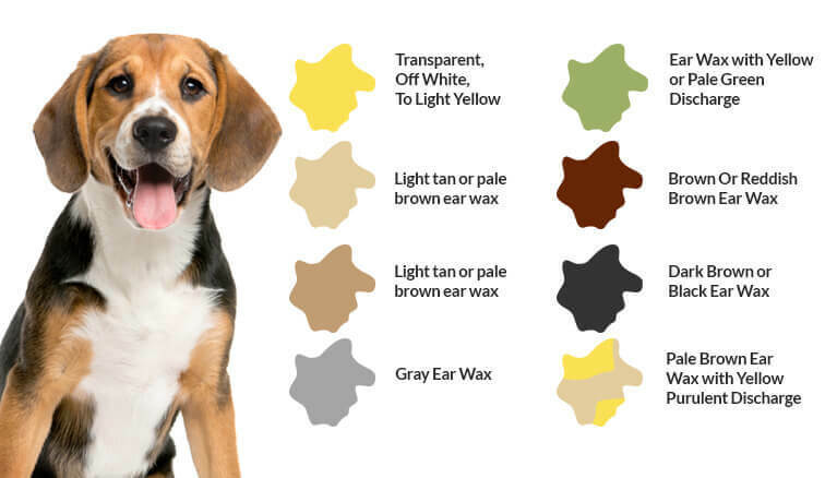 Animal earwax color
