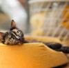 How to Choose an Otoscope for Home Use: A Pet Owner’s Guide