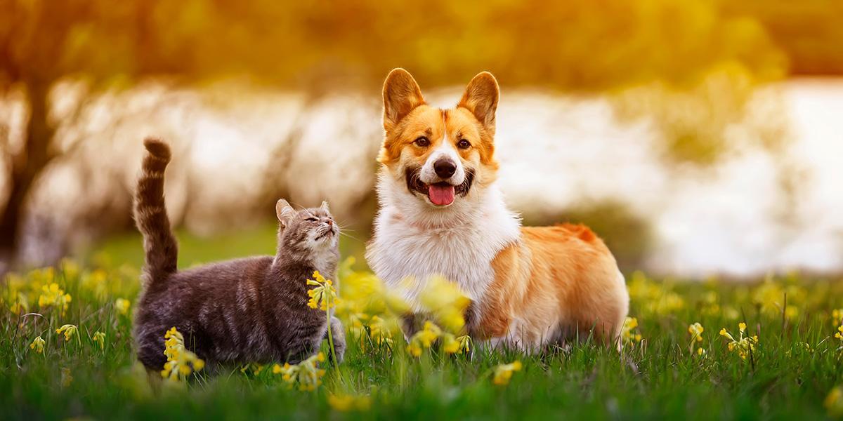 pet