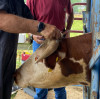 The Benefits of Telemedicine and Portable Endoscopy for Large Animals: Revolutionizing Veterinary Care