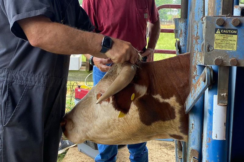The Benefits of Telemedicine and Portable Endoscopy for Large Animals: Revolutionizing Veterinary Care